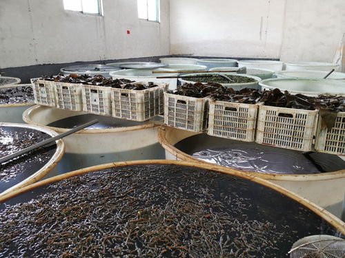 瑞江食品廠廣納賢才 誠(chéng)聘車間男女工與飼料銷售精英