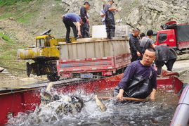 三板溪庫(kù)區(qū)碼頭 漁業(yè)與飼料銷售的雙重繁榮